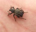 Brachycerus undatus
